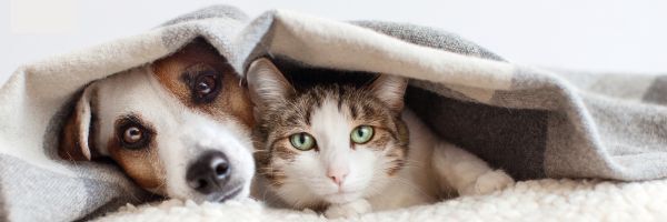 Dog and cat ready for moves