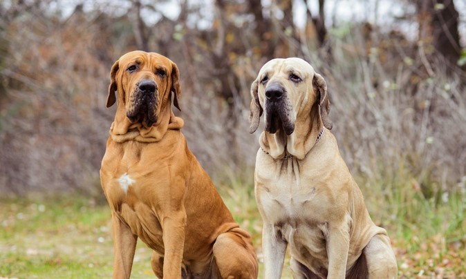 Fila Brasileiro Brindle  Dog breeds, Unusual dog breeds