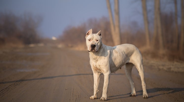 Banned dog breeds in the United Arab Emirates