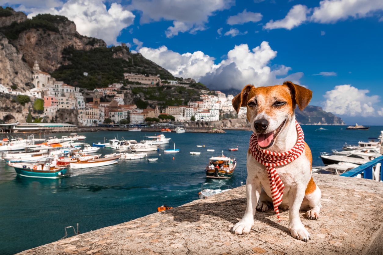 Best dog-friendly travel blogs to follow