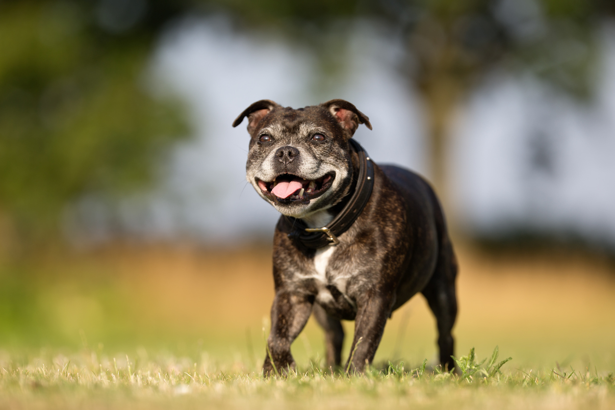 what countries quarantine dogs