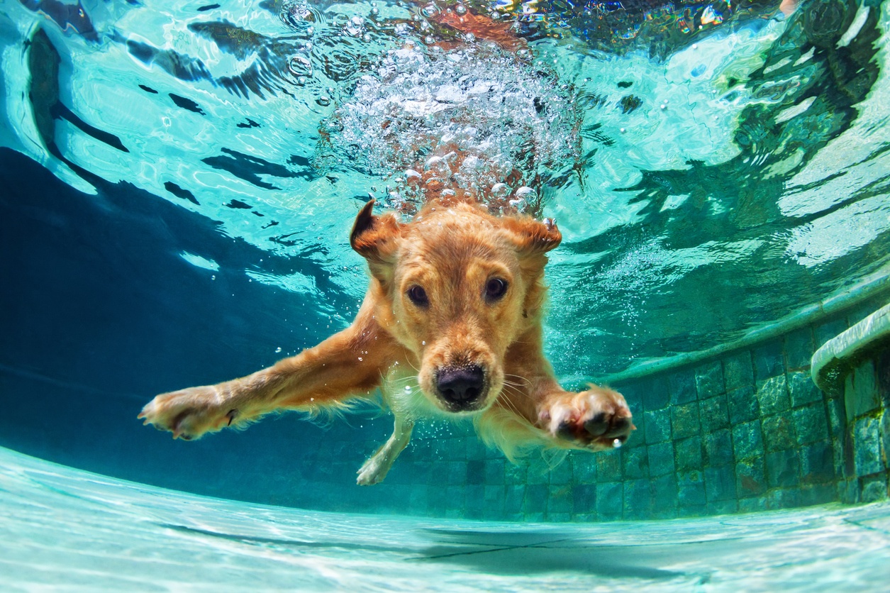 where can dogs swim in los angeles