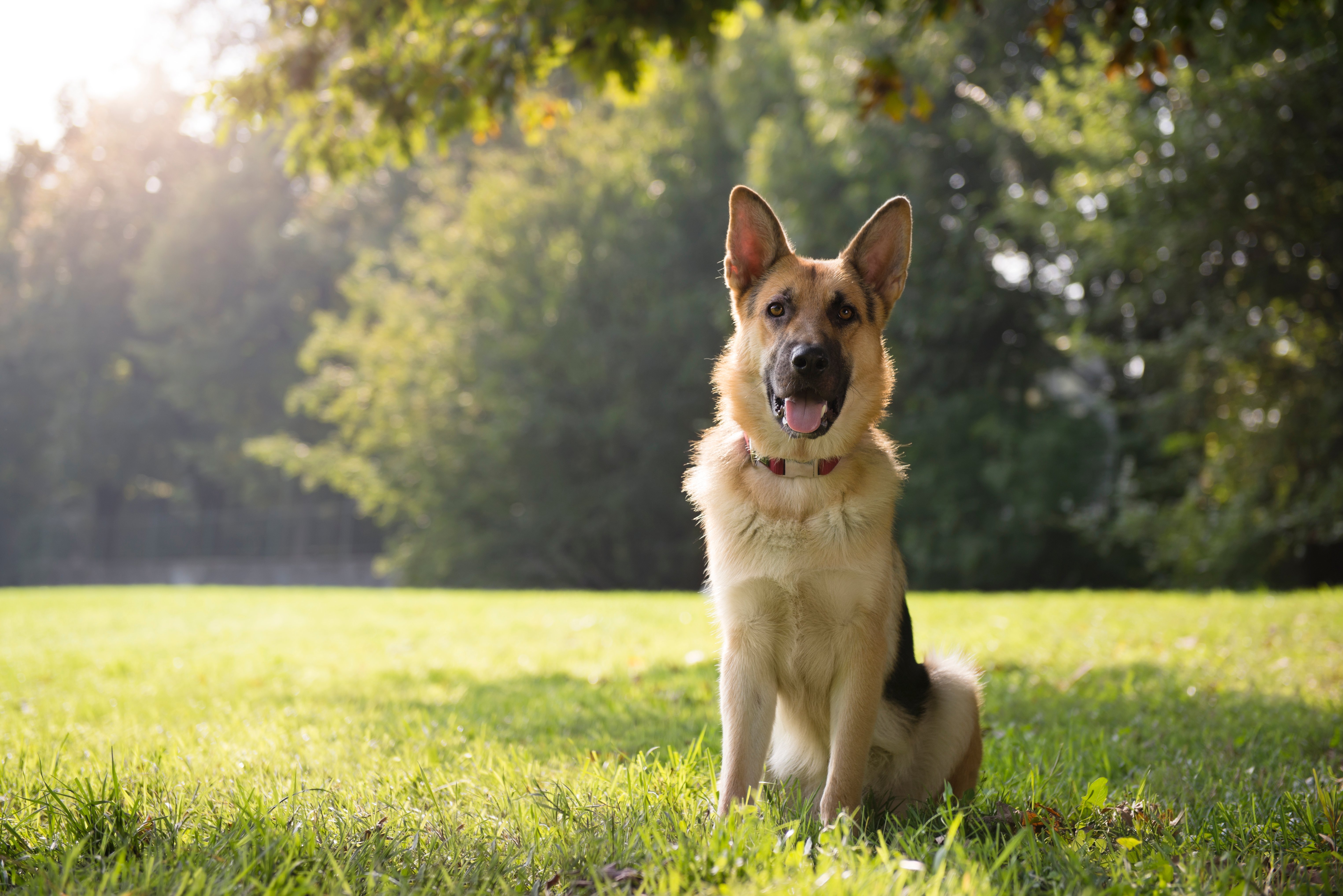 how much is dog tax in germany