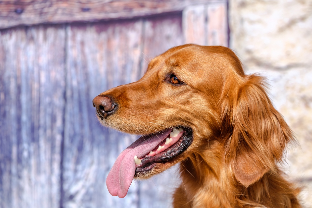 The best kennel services in Dublin