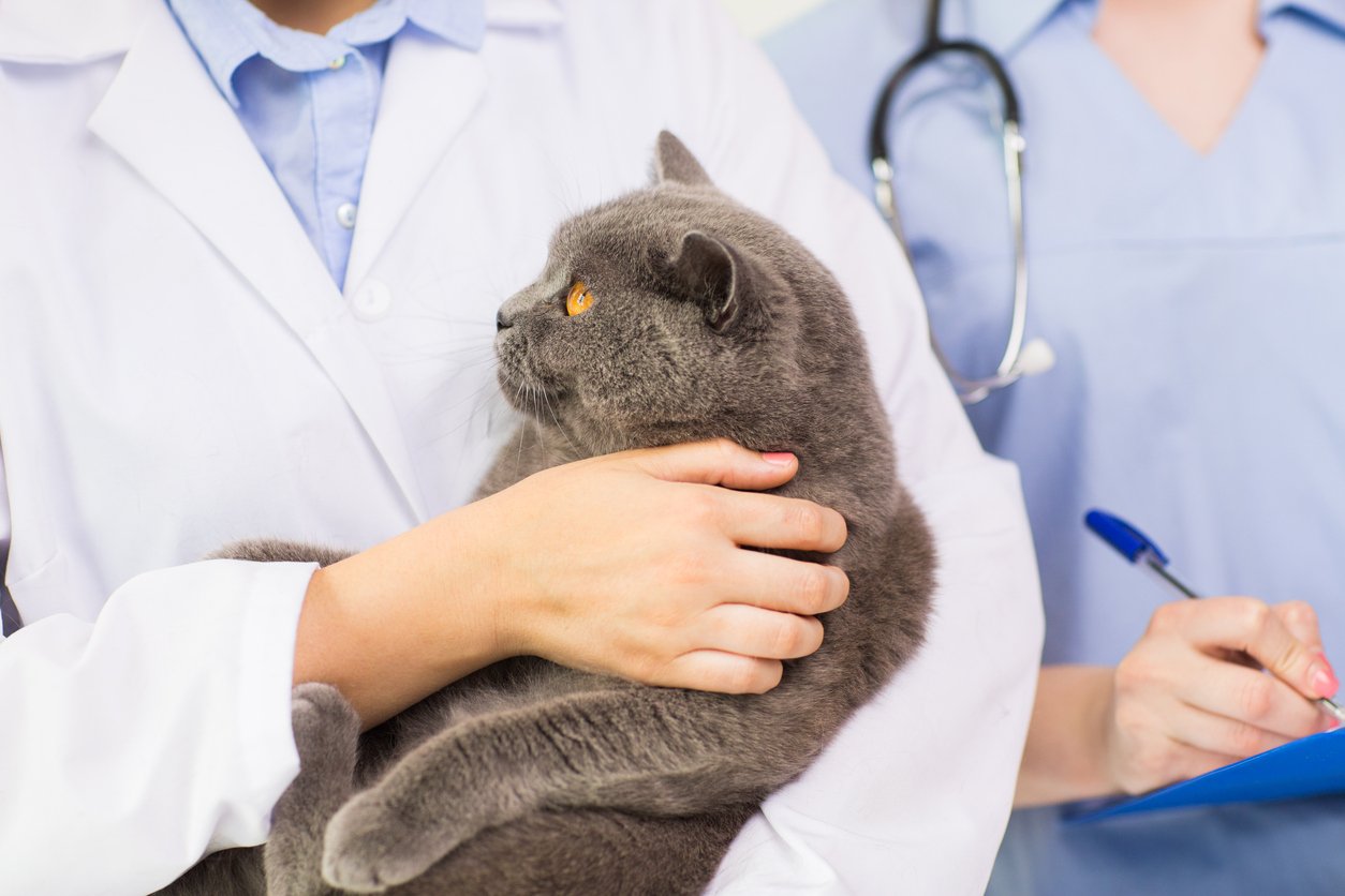 Cat sales vaccinations australia